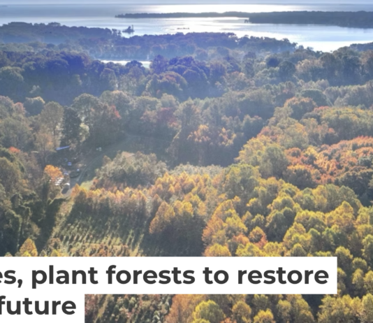 A long-running experiment is testing tree mixes to develop the healthiest forests. Mickey Pullen/Smithsonian Environmental Research Center